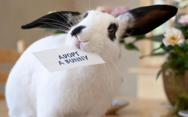Adopting information rabbits life