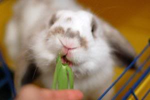 Can I Give My Rabbit Celery?