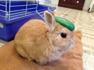 Can I Give My Rabbit Cucumber