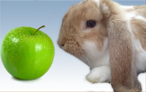 Can I Give My rabbit Apples