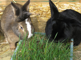 Rabbit Grass and Hay