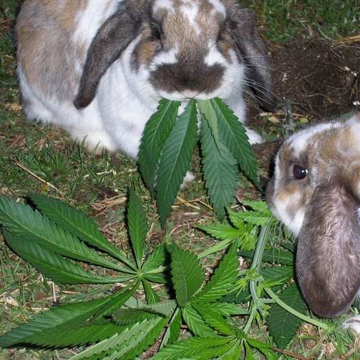 A rabbit eats marihuana leaves