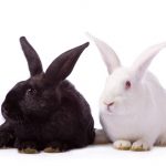 Choosing the right pet rabbit breed