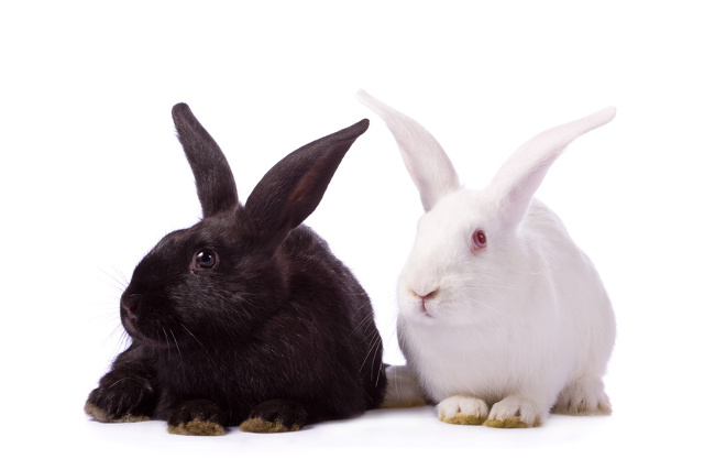 Choosing the right pet rabbit breed