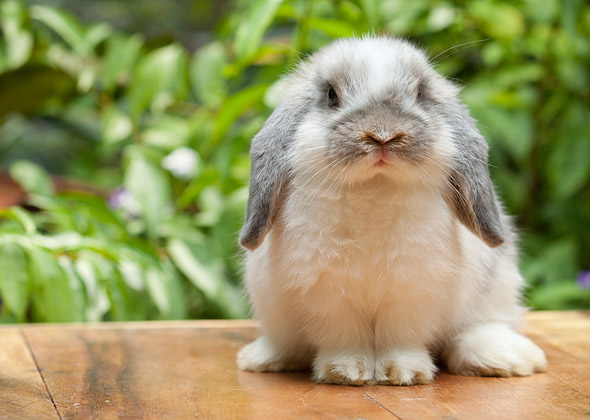 Quanto tempo vivono i conigli domestici
