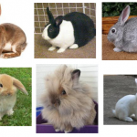 Pet Rabbit Breeds To Choose From