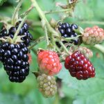 Can rabbits eat blackberries