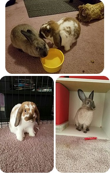 Adopt a rabbit Bellsprout and Momo rabbits life