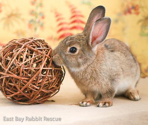 Adopt a rabbit in california Alvin