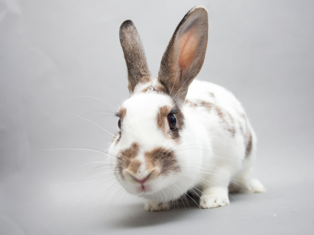 Adopt a rabbit in california Annika