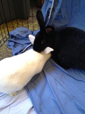 Adopt a rabbit in california Blackberry and max