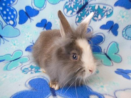 Adopt a rabbit in california Jimmy