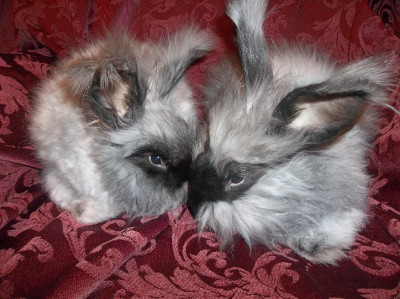 Angora rabbits for sale in new york