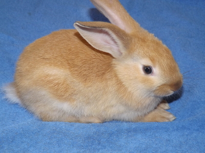 Buck rabbits for sale in new york
