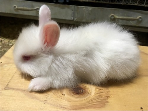 Bunny rabbits need homes rabbits for sale in california2