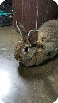 Dimitri adoption rabbit