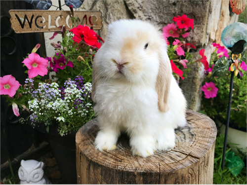 Holland Lop Baby Bunnies rabbits for sale in california