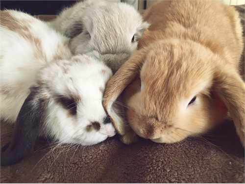 Holland Lop Bunnies rabbits for sale in california