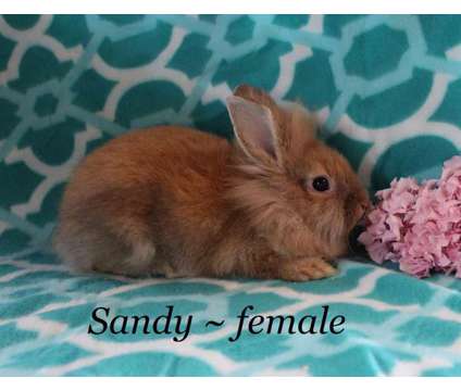 Lionhead Sandy female buy a rabbit