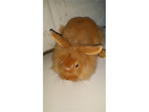 Mix lion heads rabbits for sale in california