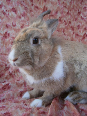 adopt a rabbit in california shimmer