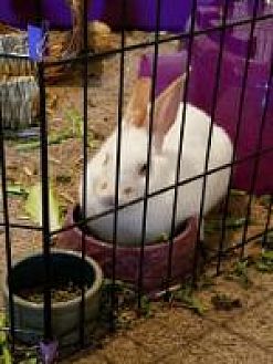 adopt a rabbit in florida Juno