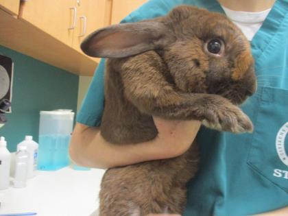 adopt a rabbit in texas oliver