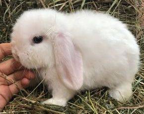 bew from sugar rabbits for sale in new york