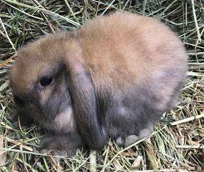 sydney rabbits for sale in new york