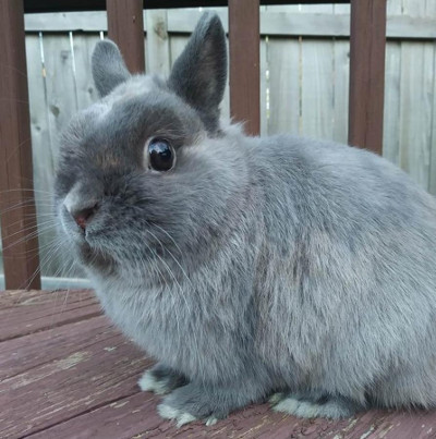 grey dwarf bunny