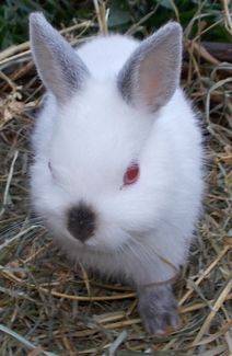 albino dwarf rabbit