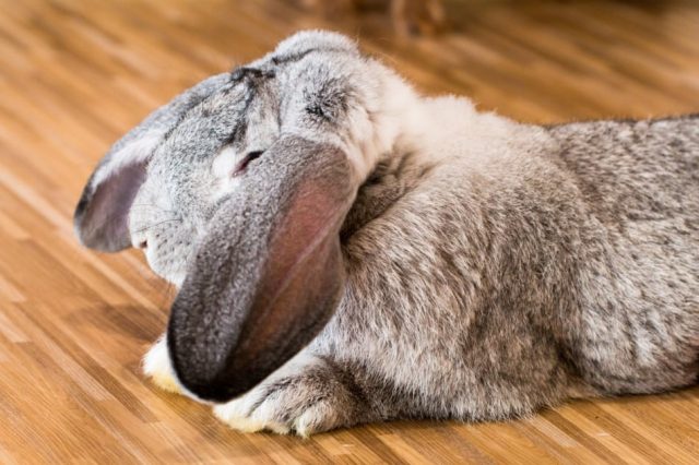 The Giant Flemish Rabbit Rabbits Life