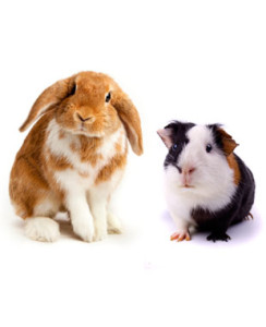 Guinea pig hot sale vs bunny