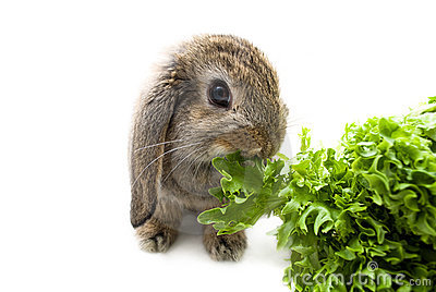 Can I Give My Rabbit (Iceberg) Lettuce? - Rabbits Life