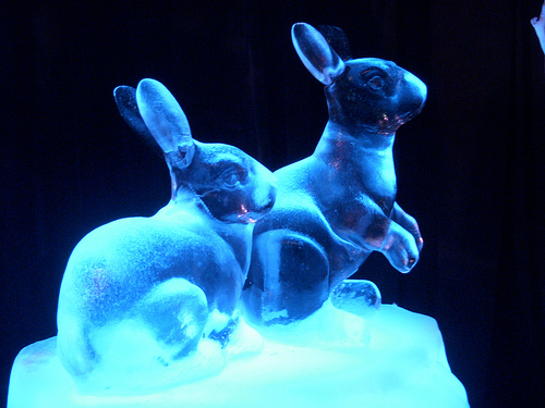 Frozen treats 2025 for rabbits