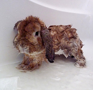 How To Give Your Baby Bunny A Bath - Bunny bath video - YouTube / This is a video of cute rabbit.