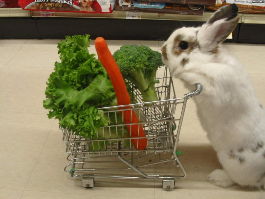 Can I Give My Rabbit Broccoli? Rabbits Life