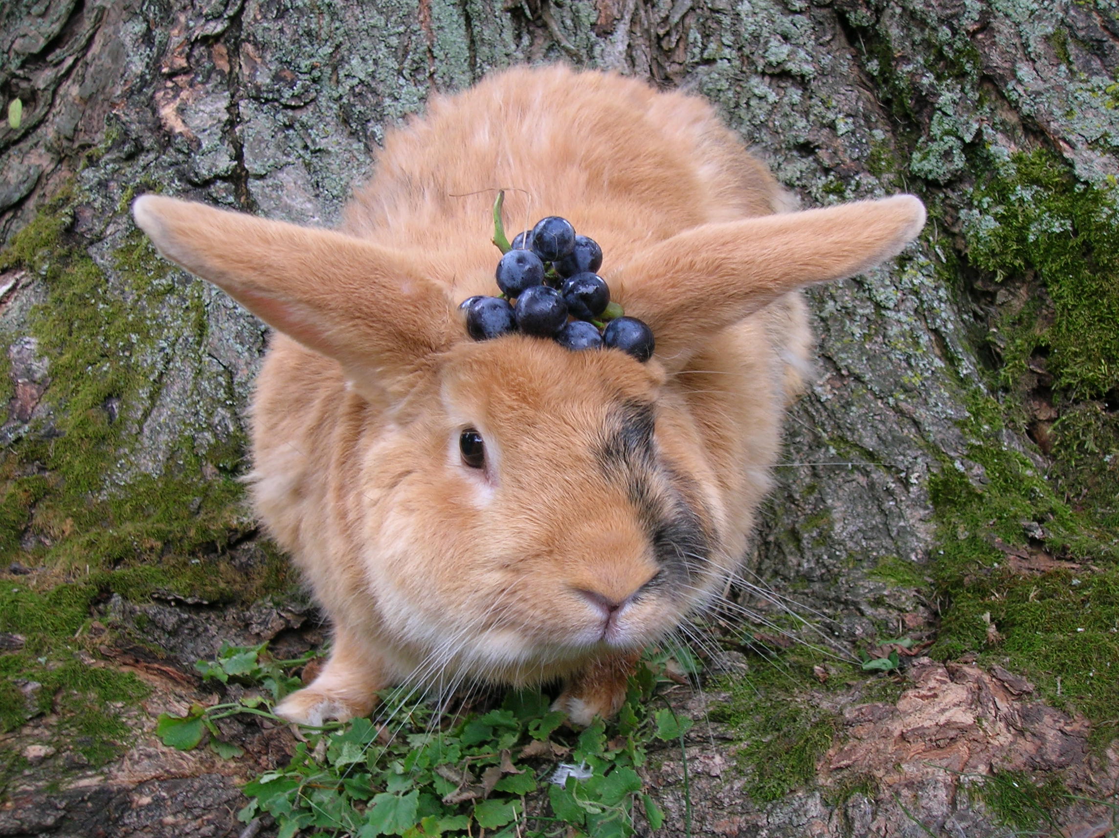 Can I Give My Rabbit Grapes? - Rabbits Life