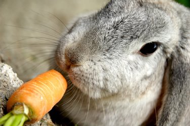 Bunny eating carrot best sale