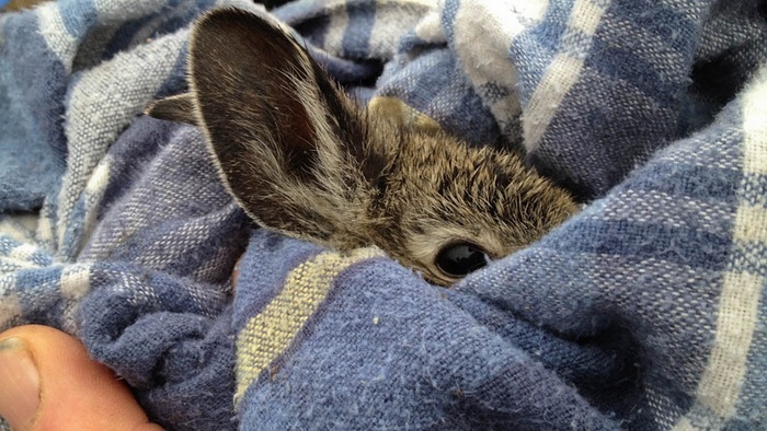 Can I Give My Rabbit a Blanket Rabbits Life