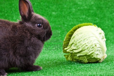 Can Rabbits Eat Cabbage Leaves  