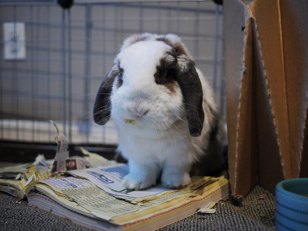 Can I Give My Rabbit a Phone Book