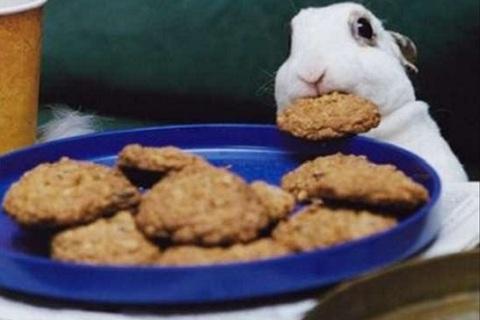 Best treats for bunnies sale