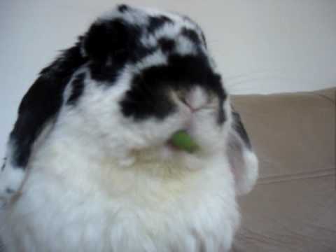 Rabbit eating green beans