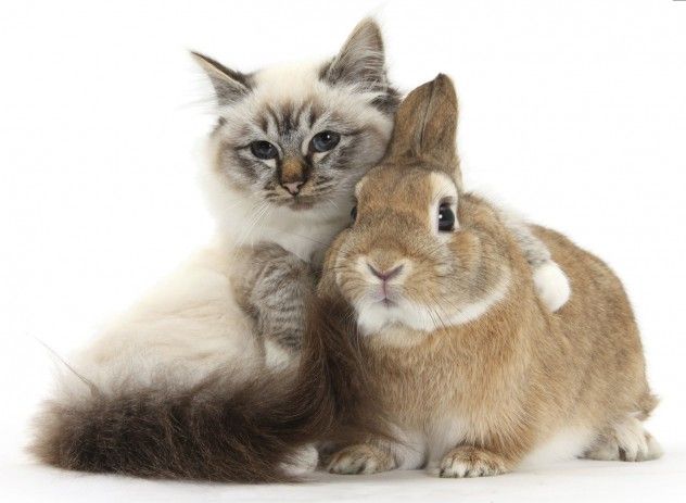 Do cats 2024 eat bunnies