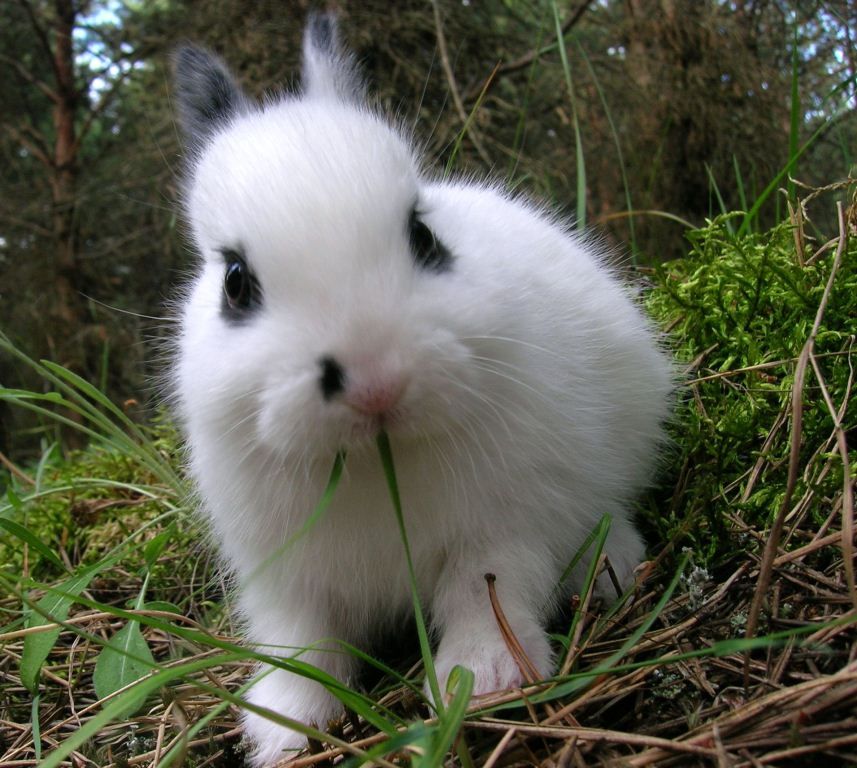 Newborn rabbit clearance food