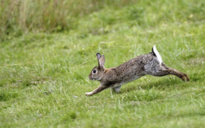 What Do Wild Rabbits Eat? - Rabbits Life