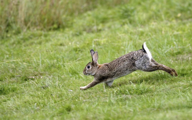 good food for wild rabbits