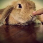 How To Play With Your Bunny