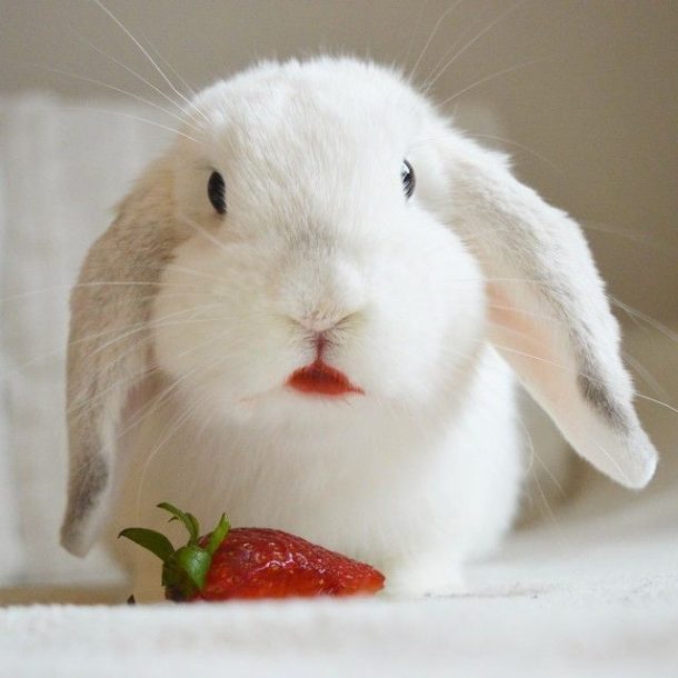 Little Bunny Strawberryエプロン風スカート カチューシャ 【サイズ
